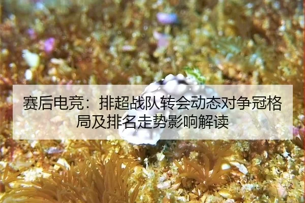 赛后电竞：排超战队转会动态对争冠格局及排名走势影响解读